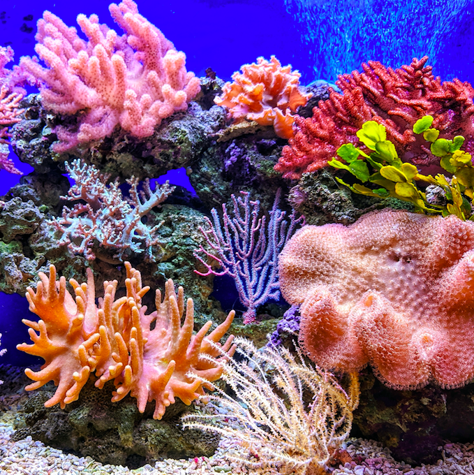 Coral Conservation
