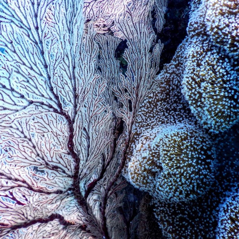 Coral Reefs