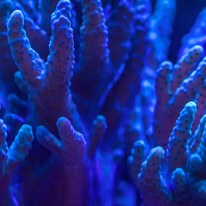 coral