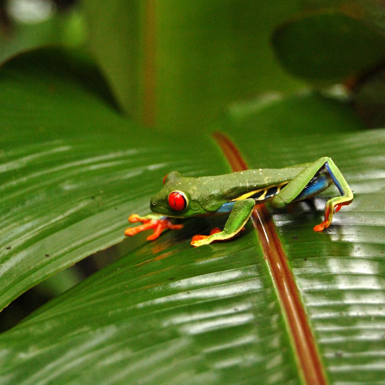 Costa Rica