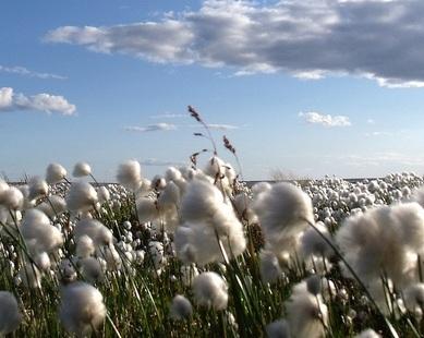 cotton.jpg