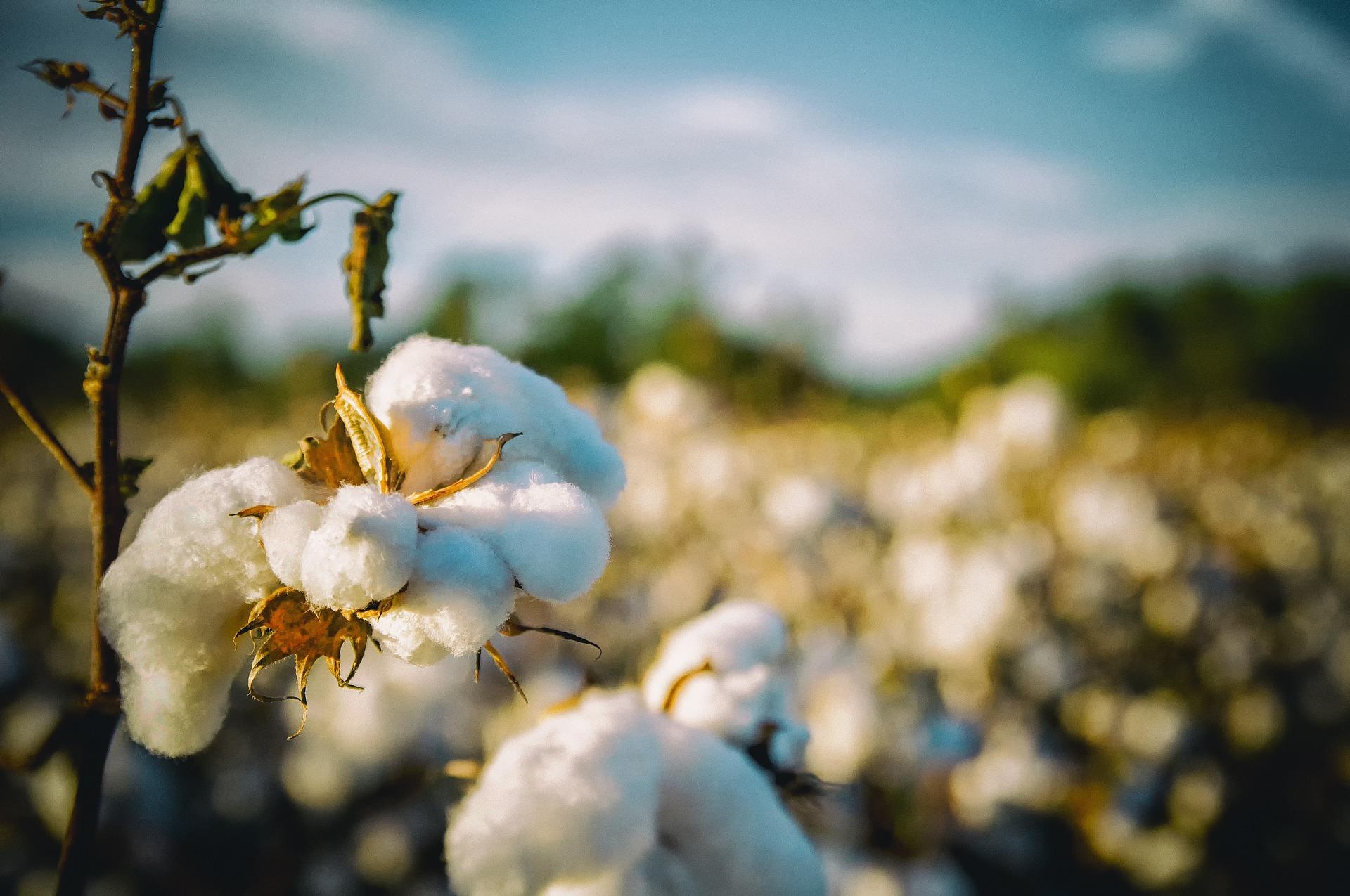sustainable cotton