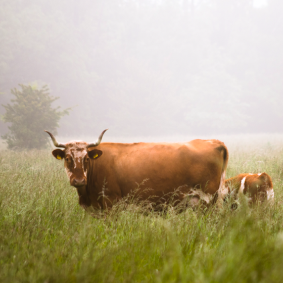 Agriculture has increasingly turned to technology in the name of efficiency over the past several years - and now GPS is poised to help out in a new way if this startup can succeed.