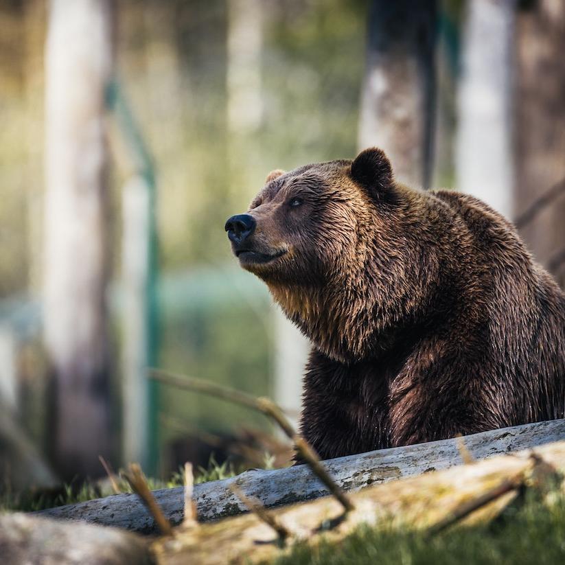 Wildlife