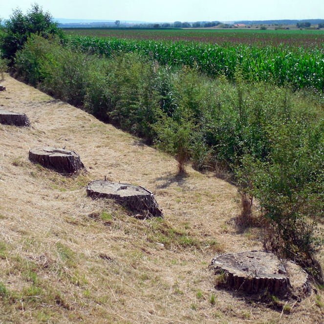 Deforestation
