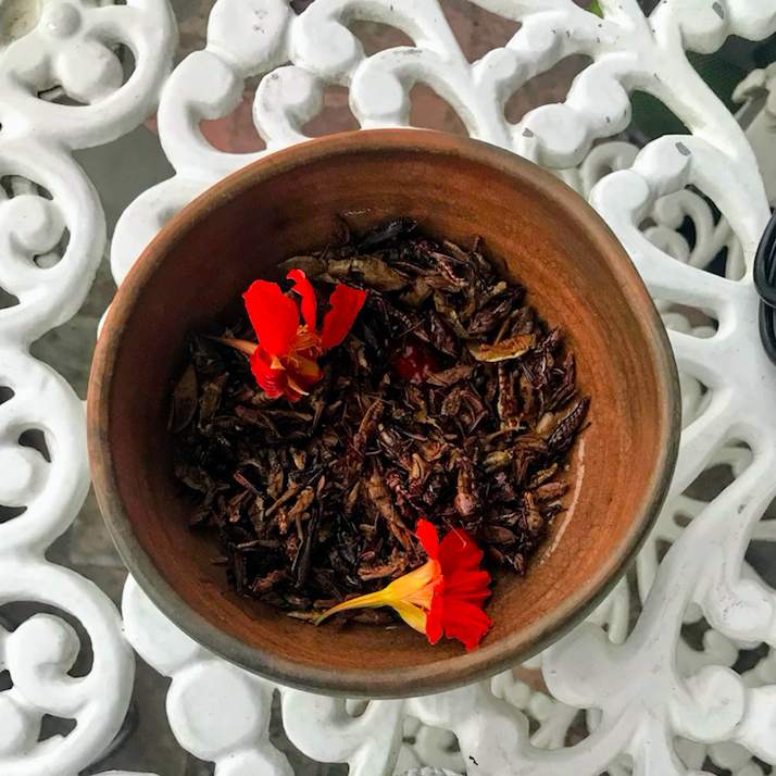 Eating Bugs