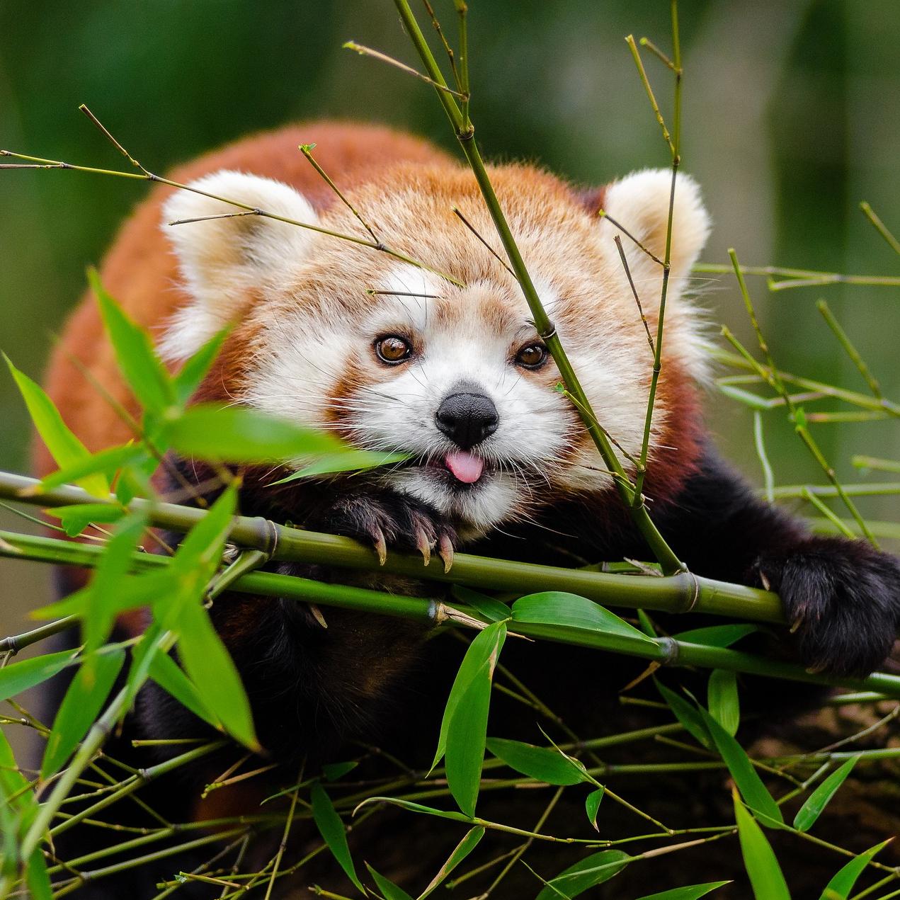 endangered red panda in bamboo forest - biodiversity - biodiversity disclosures
