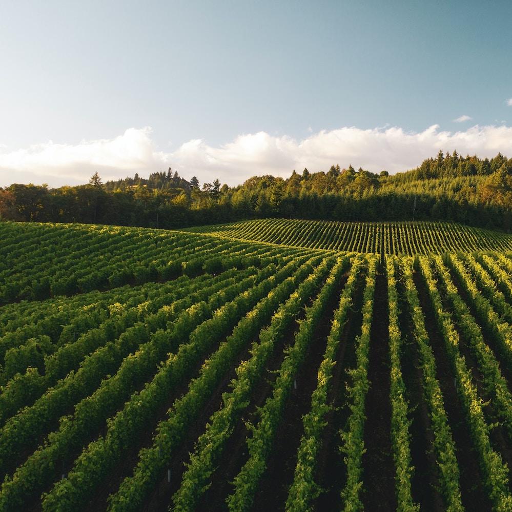 farm with rows of crops on sunny day - reducing nitrogen fertilizers in agriculture
