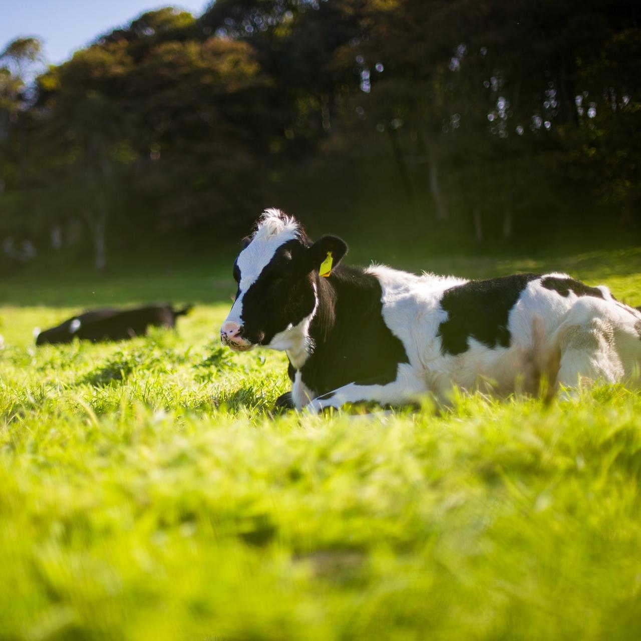 agriculture
