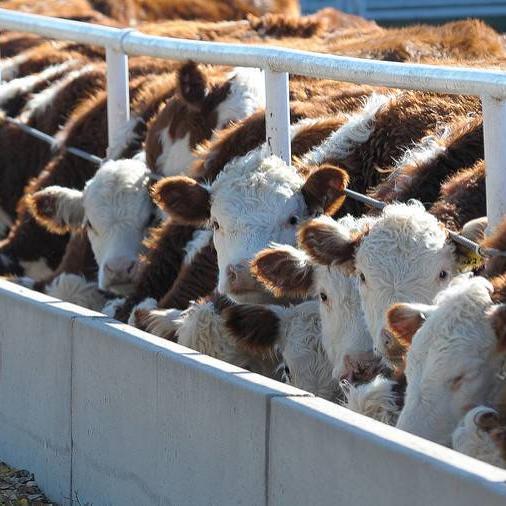 feedlot.jpg