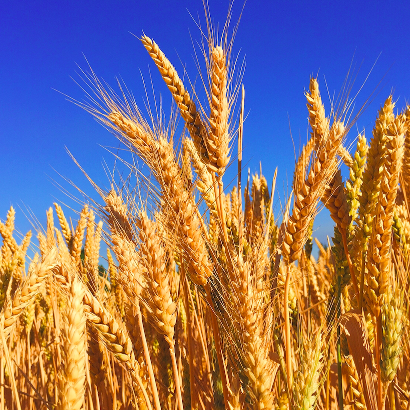 Field to Market