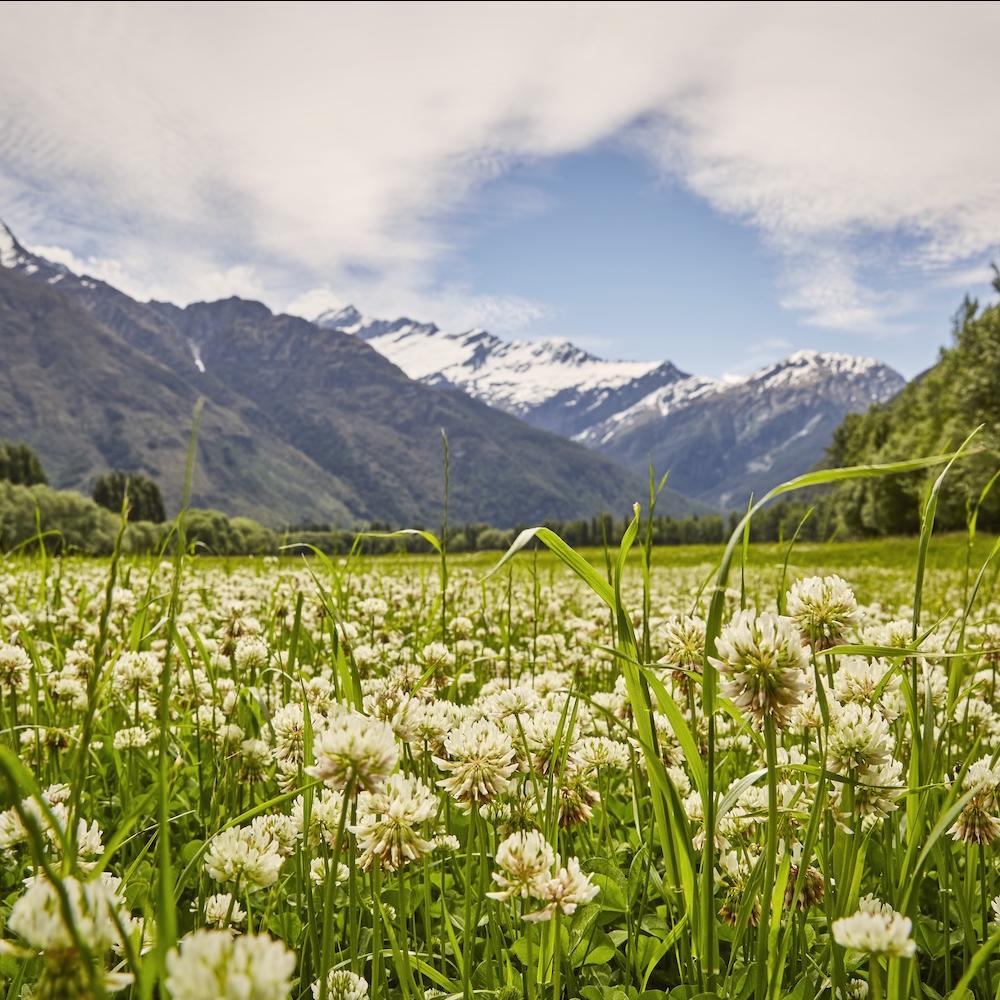 field with flowers and mountains in the background - new zealand