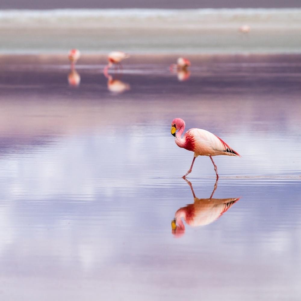 flamingo walking across the water - bolivian salt flats