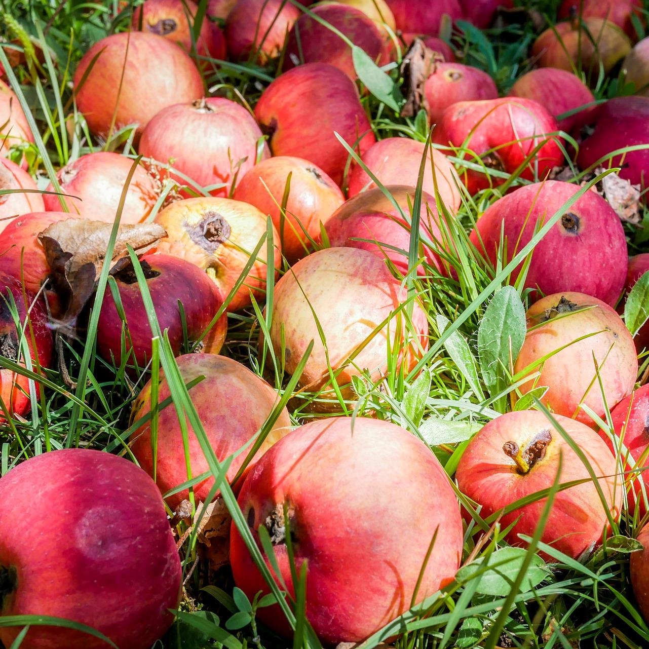Food Waste