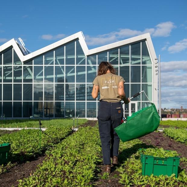 Javits Center rooftop farm
