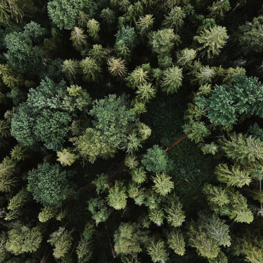 forest aerial shot - wide - tree-planting and reforestation