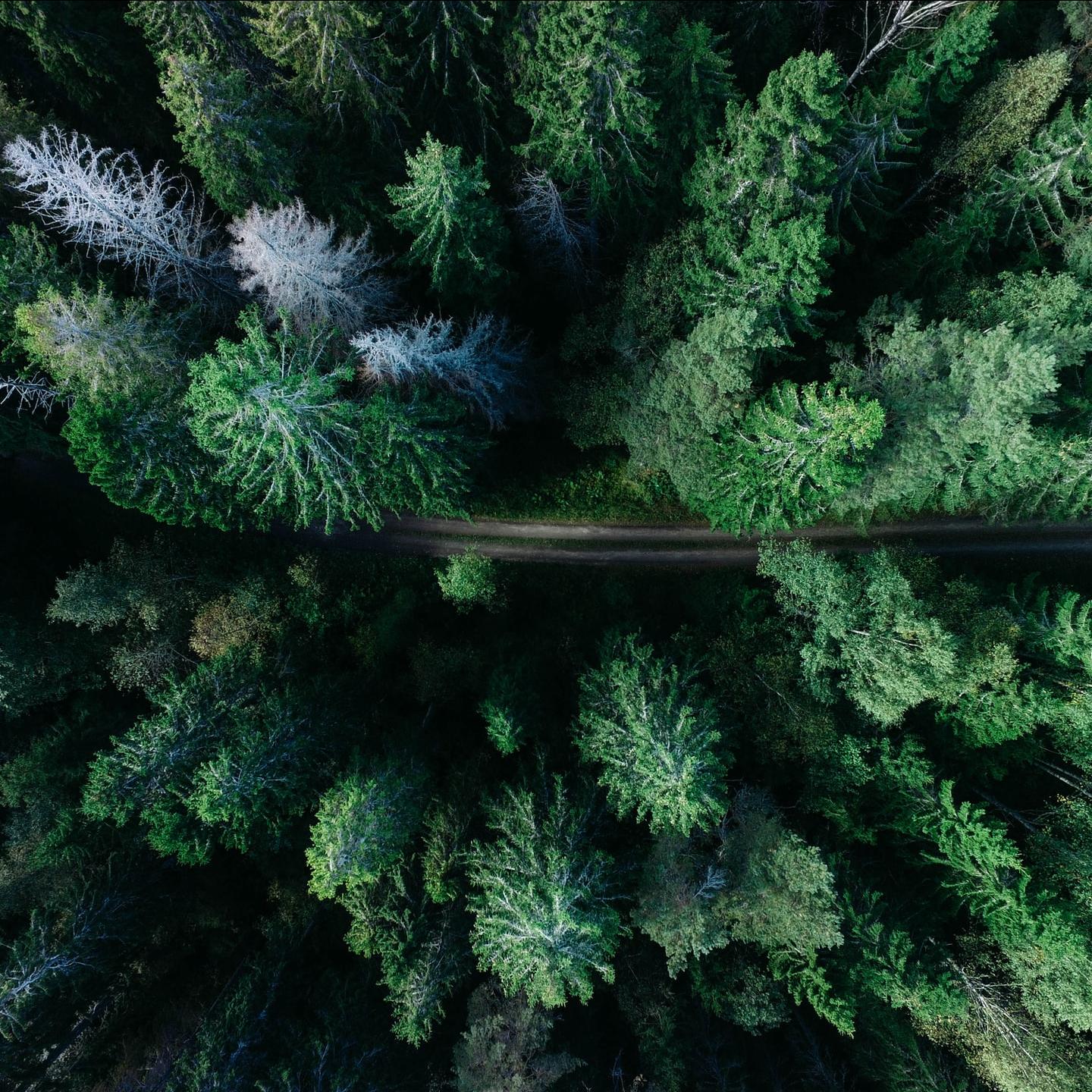 forests