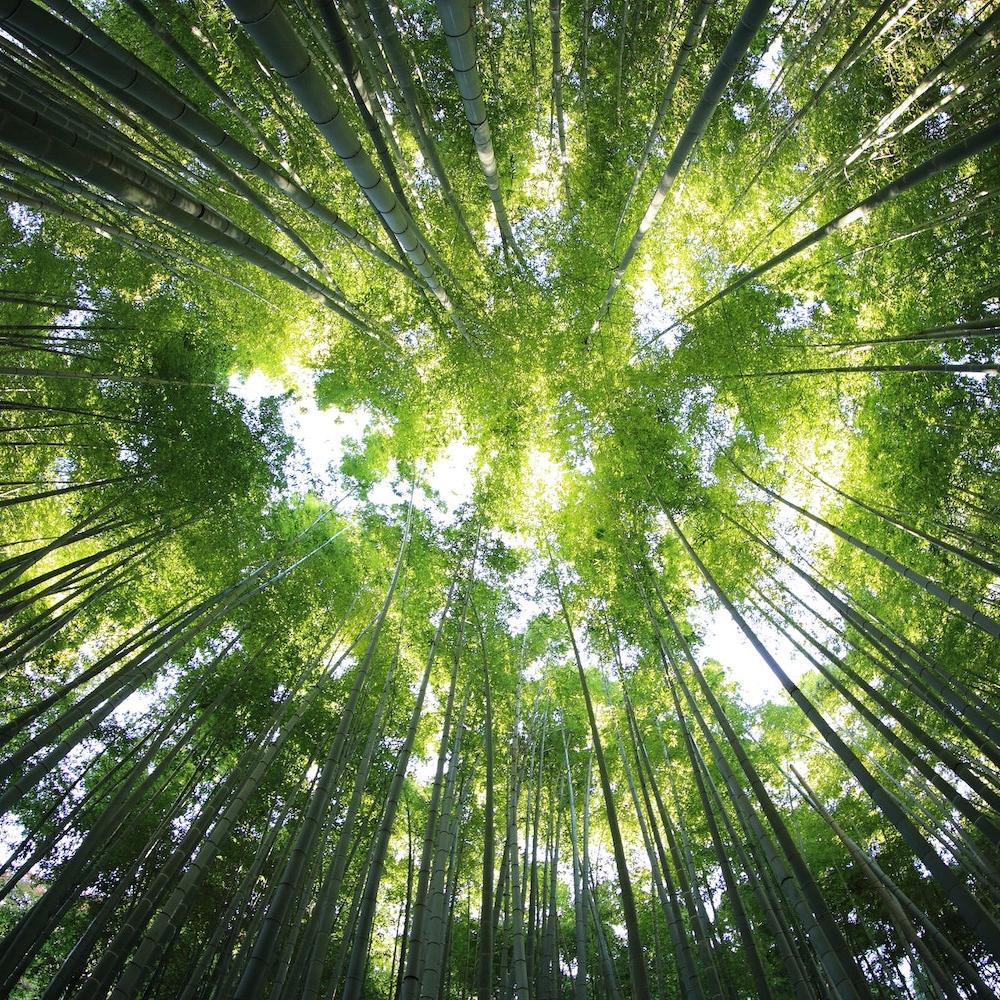 forests and climate change