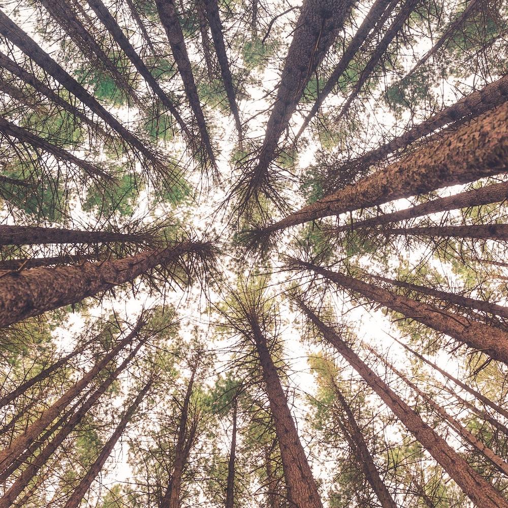 forests and sustainable forestry