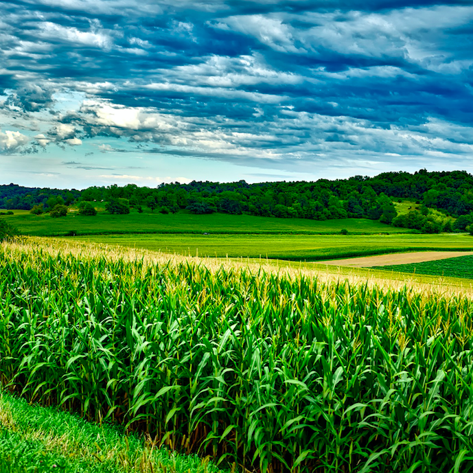 Global Food Supply