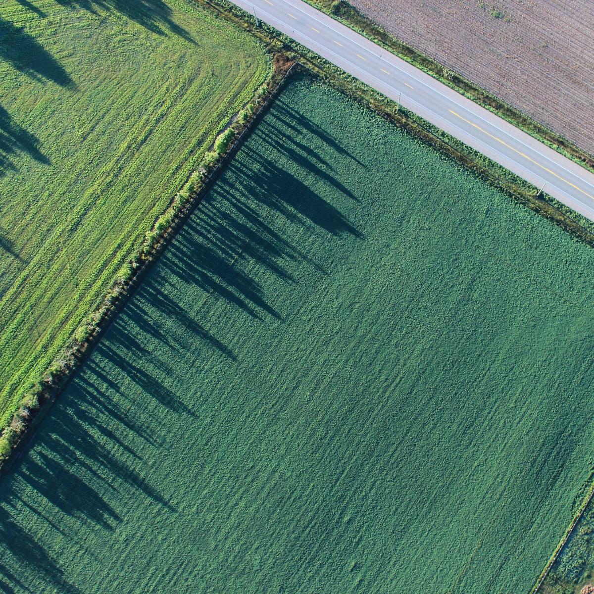 Global Food System