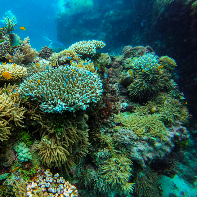 Great Barrier Reef