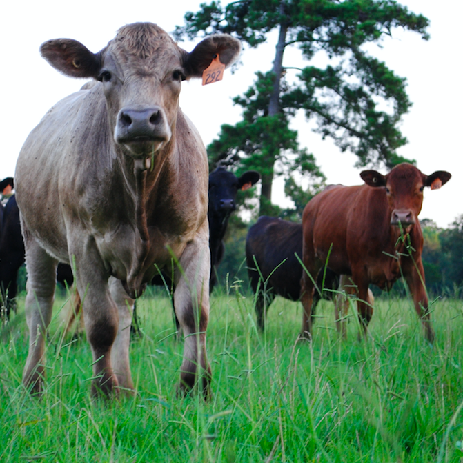 What if there were a better way to produce beef - one that actually reduces atmospheric carbon? This fourth-generation cattleman explains why he believes he has found an answer.