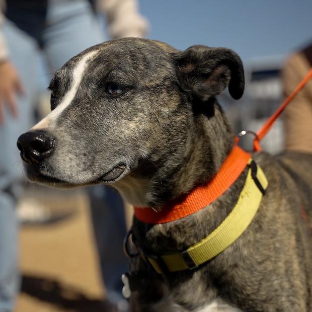 close-up of dog on a leash at a pet adoption event