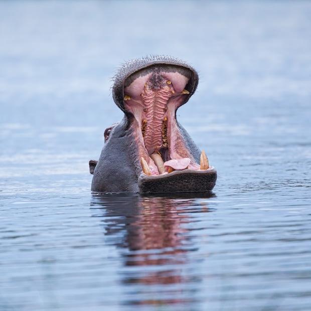 hippo with its mouth open in the water - freshwater mammals are under threat