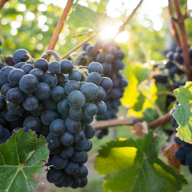Purple grapes on a vine — hybrid grapes