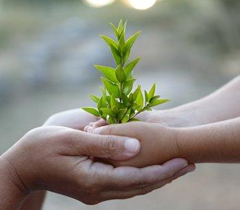 iStock_Hands-and-tree_000015647753XLarge.jpg