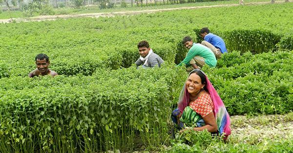 indian-mint-farmers.jpg