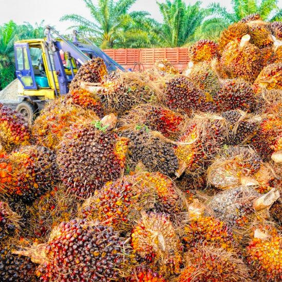 palm oil