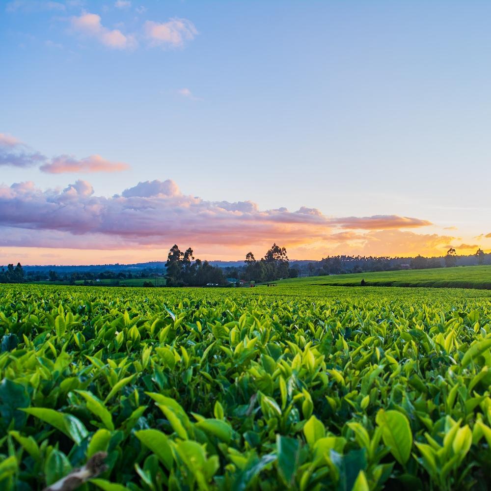 Crops in a field at sunset.