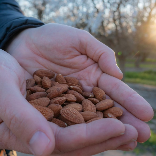 A person holds a handful of almonds at a Kind Almond Acres Initiative orchard.
