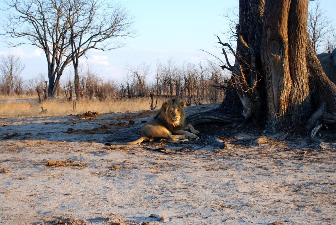 lion_kariba.jpg