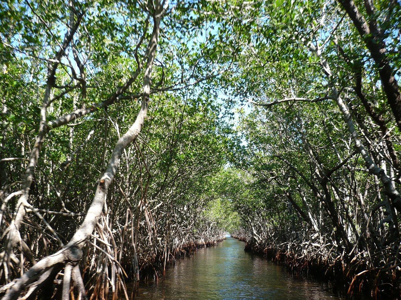 mangroves-105646_1280.jpg mangroves-105646_1280.jpg