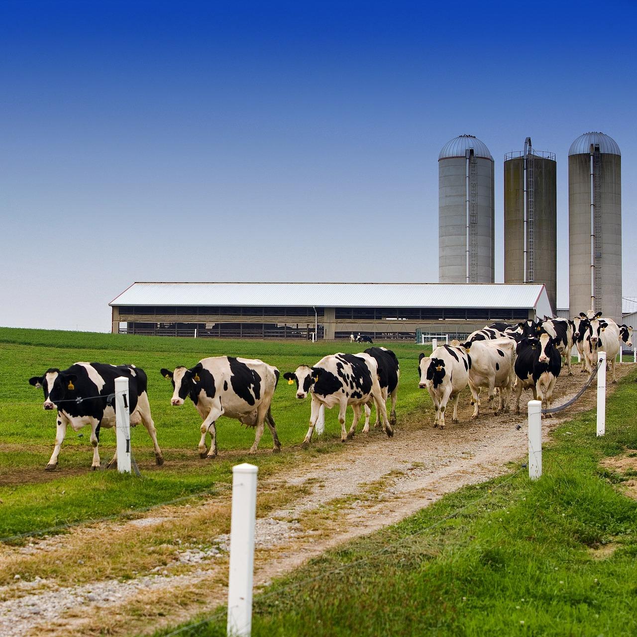 Dairy
