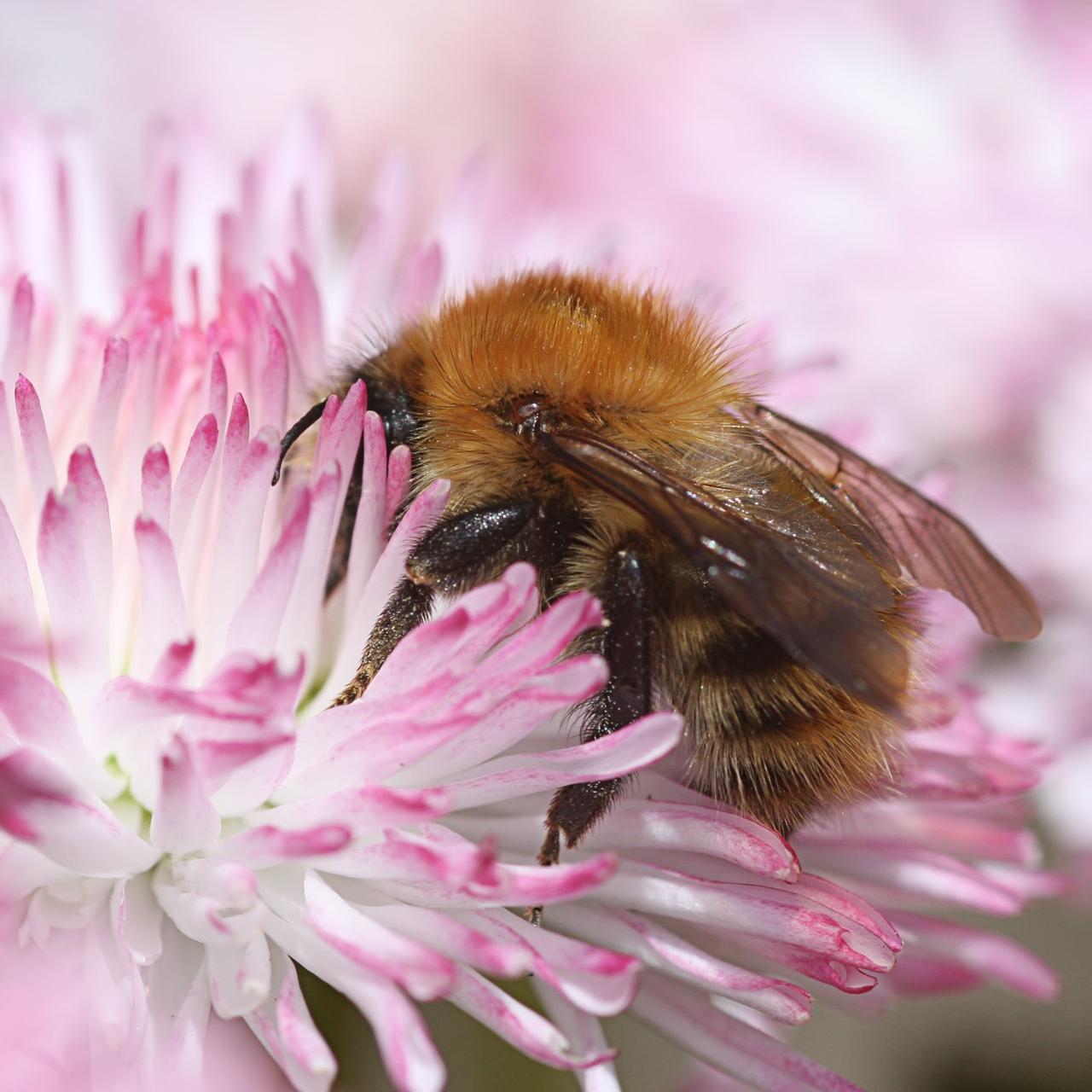 Pollinators