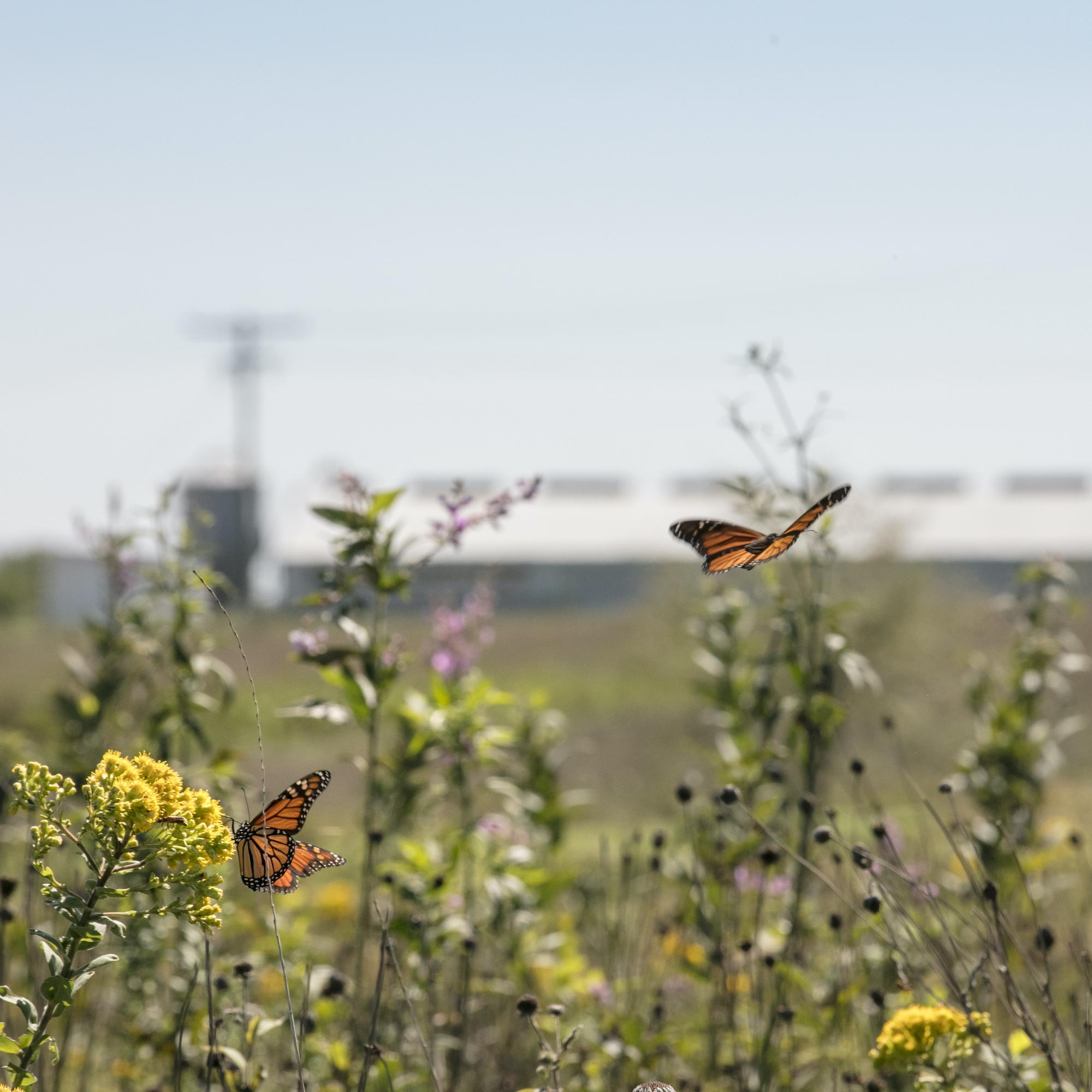monarch butterfly habitat