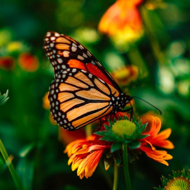 monarch butterfly orange flower