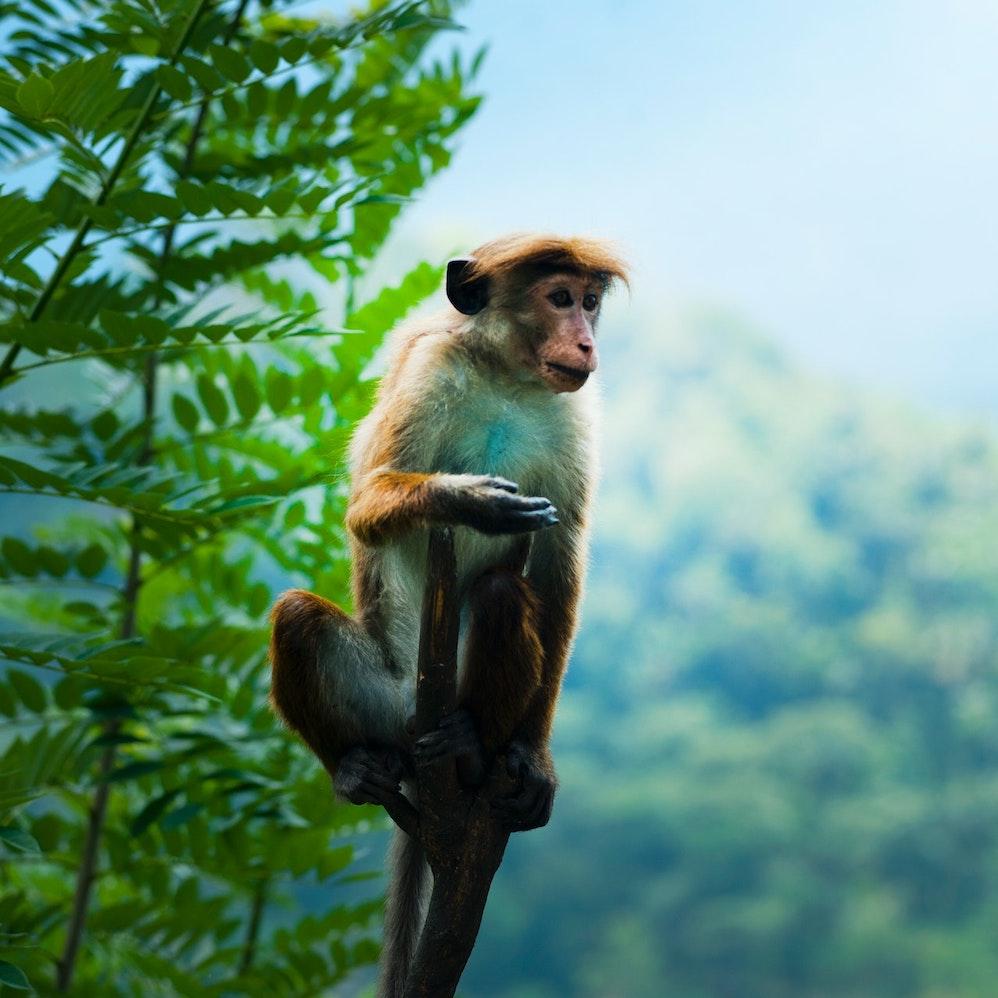 monkey in the rainforest - stop deforestation