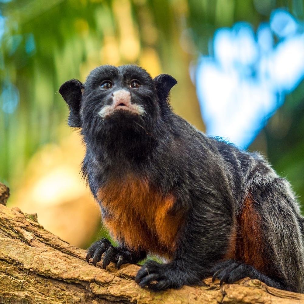 monkey on a tree in the rainforest - biodiversity