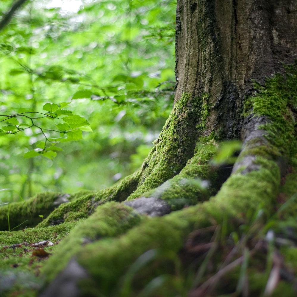 moss growing on tree stump in forest - nature - nature-related risk