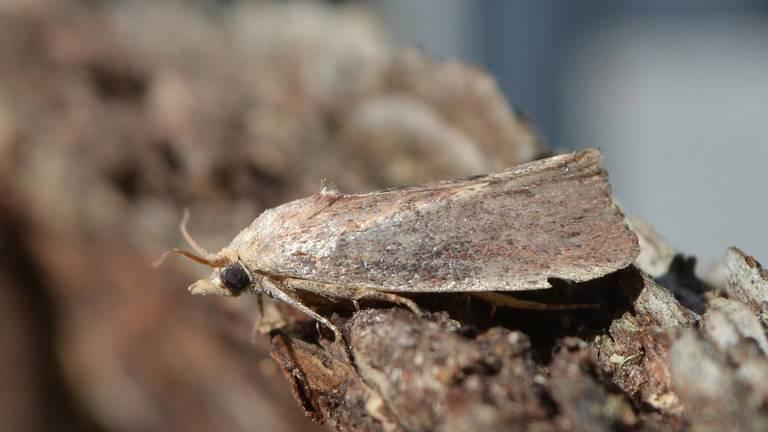 moth_catapillar_plastic_AndyReago-ChrissyMc.jpg