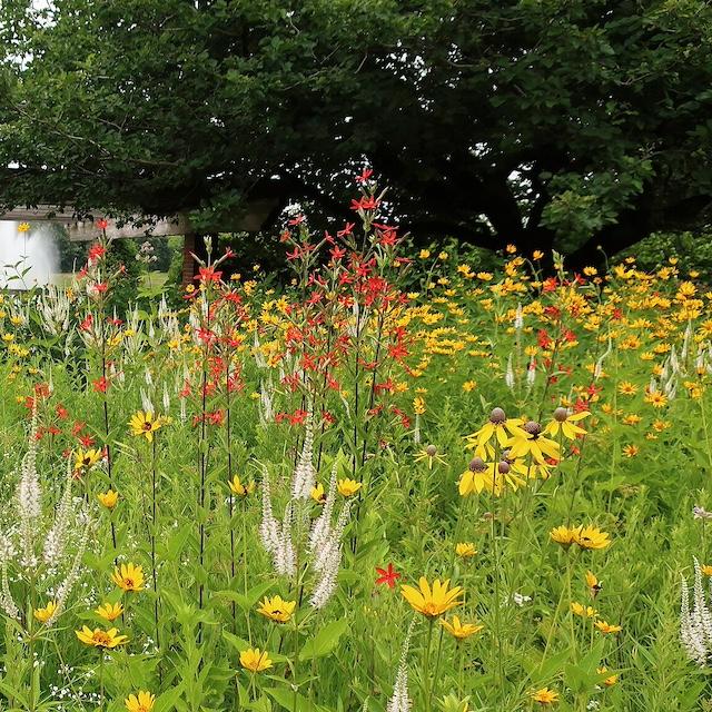Native grasses and flowers in a garden — native plants