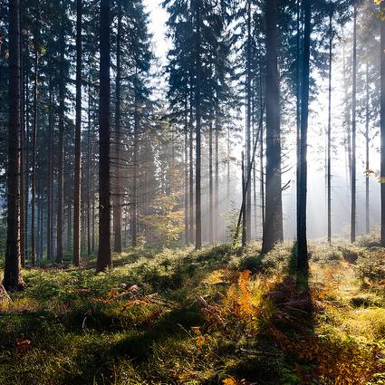 natural-capital-Amy-Brown.jpg
