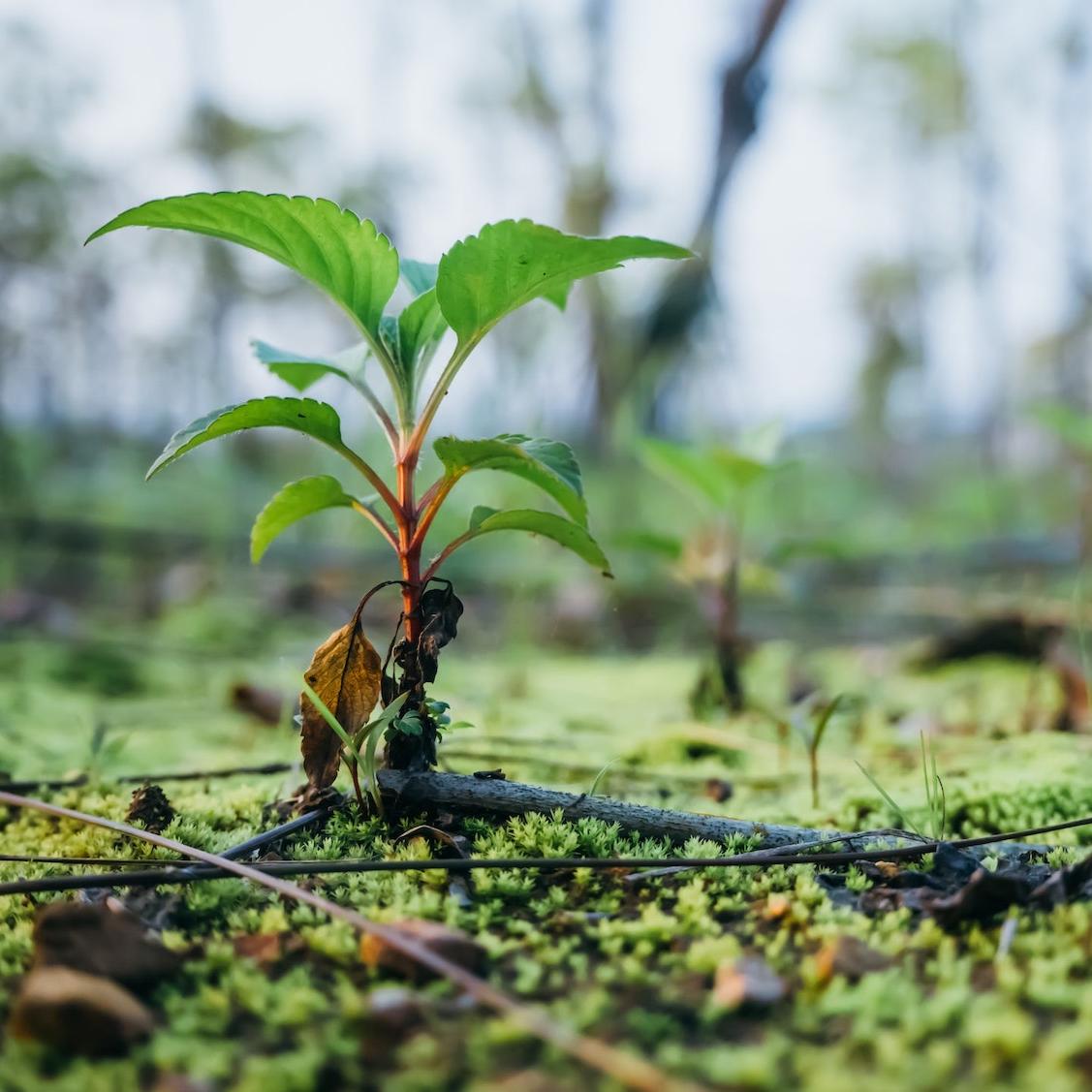 new baby tree grows in forest - tree planting - carbon credits - carbon markets