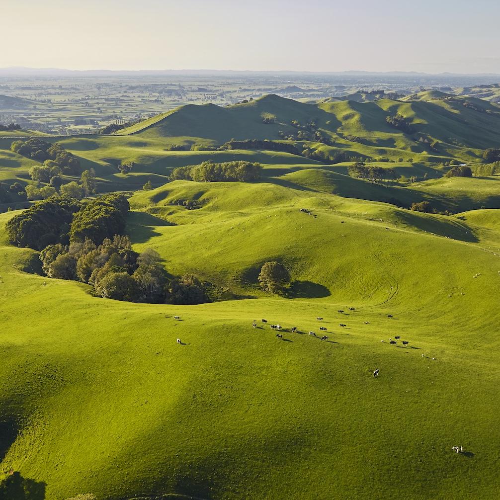 new zealand fields and farms with sheep grazing - grass-fed regenerative agriculture