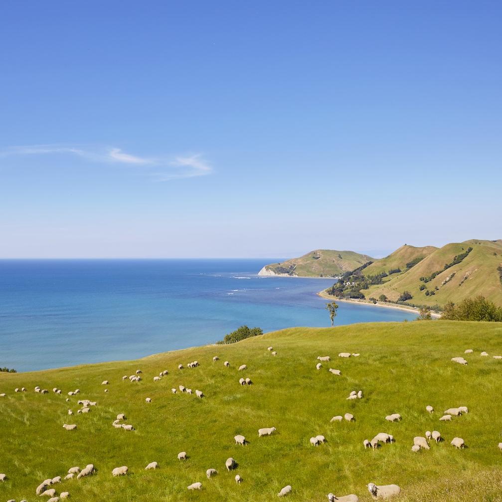 new zealand sheep farm along coast with ocean view and hills - regenerative agriculture